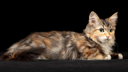 Berukuran Besar Namun Gesit, Berikut Sifat, Sejarah, dan Karakter Fisik Seekor Kucing Siberia