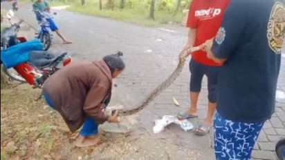 Viral, Detik-Detik Ular Sanca 3,5 Meter Ditangkap Warga di Bojonegoro