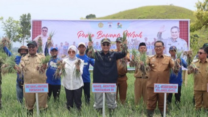 Wamentan Tanam dan Panen Bawang Merah di Majene