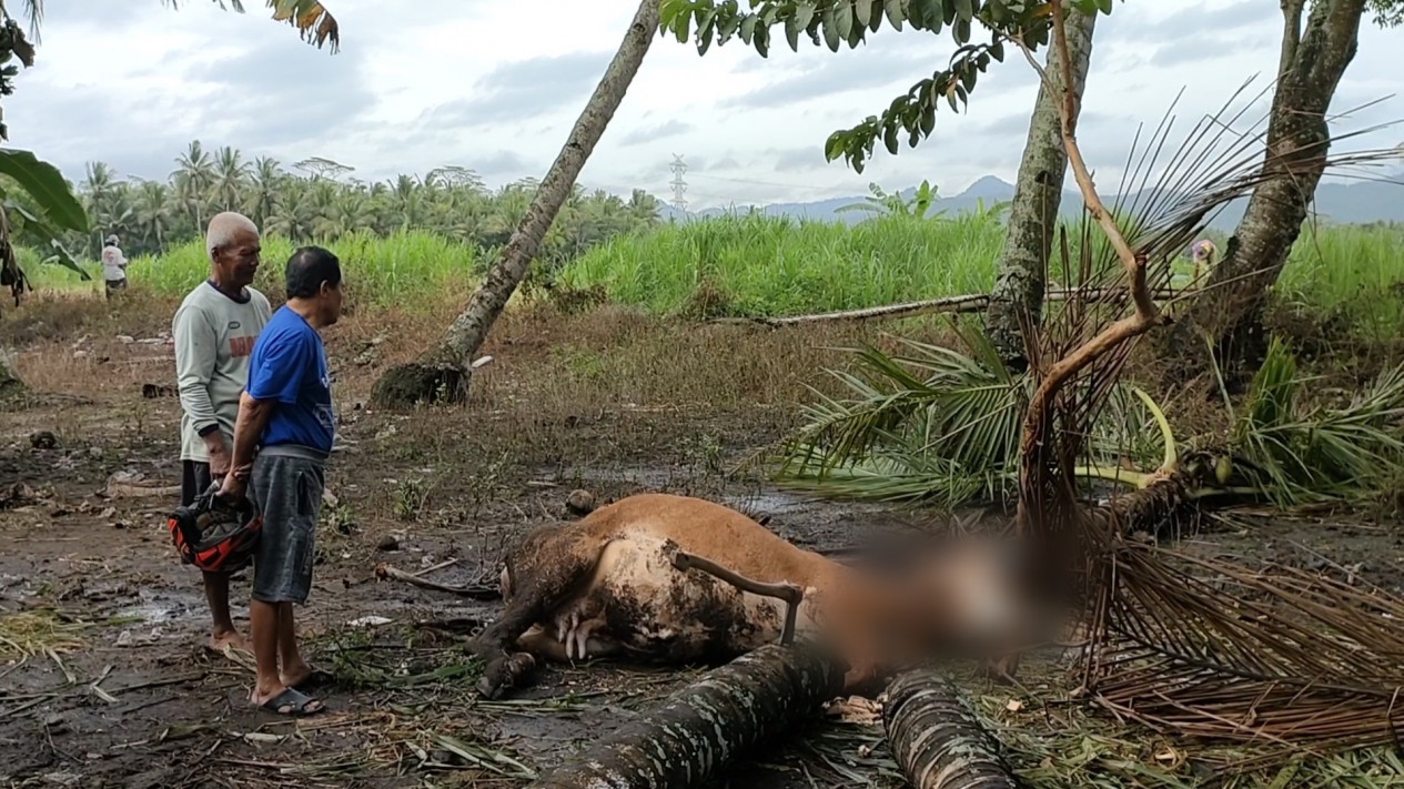 Hujan Deras dan Angin Kencang sejak Sore, Seekor Sapi Ditemukan Mati Tertimpa Pohon
            - galeri foto
