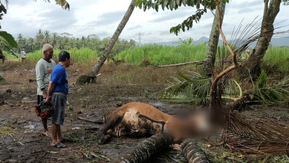 Hujan Deras dan Angin Kencang sejak Sore, Seekor Sapi Ditemukan Mati Tertimpa Pohon