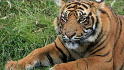 Diserang Harimau di Hutan Lindung, Dua Warga Aceh Selatan Kritis