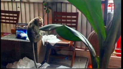 Diduga Kelaparan, Puluhan Monyet di Wendit Malang, Berkeliaran di Pemukiman Warga