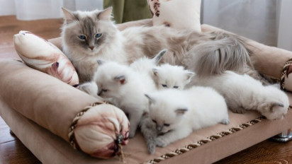 Catat! Buat Kucingmu Tetap Aman dan Nyaman saat Melahirkan dengan Melakukan 7 Hal Berikut