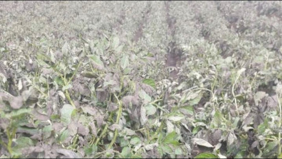 Puluhan Hektar Pertanian Warga di Kayu Aro Terdampak Abu Vulkanik Erupsi Gunung Kerinci