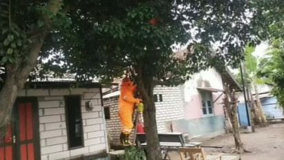 Diserang Tawon, Petugas Damkar Bangkalan Dilarikan Ke Puskesmas