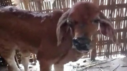Puluhan Ekor Sapi di Pati Terjangkit Virus Lumpy Skin Disease