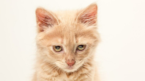 Cat Lovers Wajib Tahu! Perhatikan 4 Hal Berikut, Bisa Jadi Tanda Kucing ...
