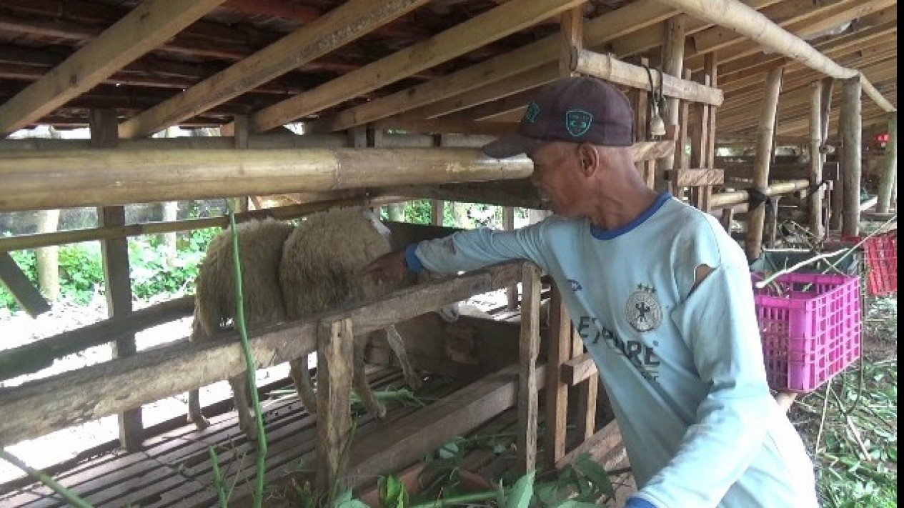 Belasan Ekor Kambing di Banyuwangi Mati Misterius
            - galeri foto