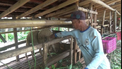 Belasan Ekor Kambing di Banyuwangi Mati Misterius