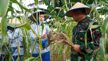 Jaga Ketahanan Pangan, TNI AL Tanjung Balai Karimun Panen Sorgum