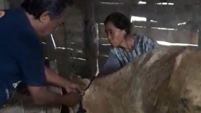 Wabah LSD Mulai Serang Sapi di Blora, Kepala DP4 Mengaku Kekurangan Tenaga