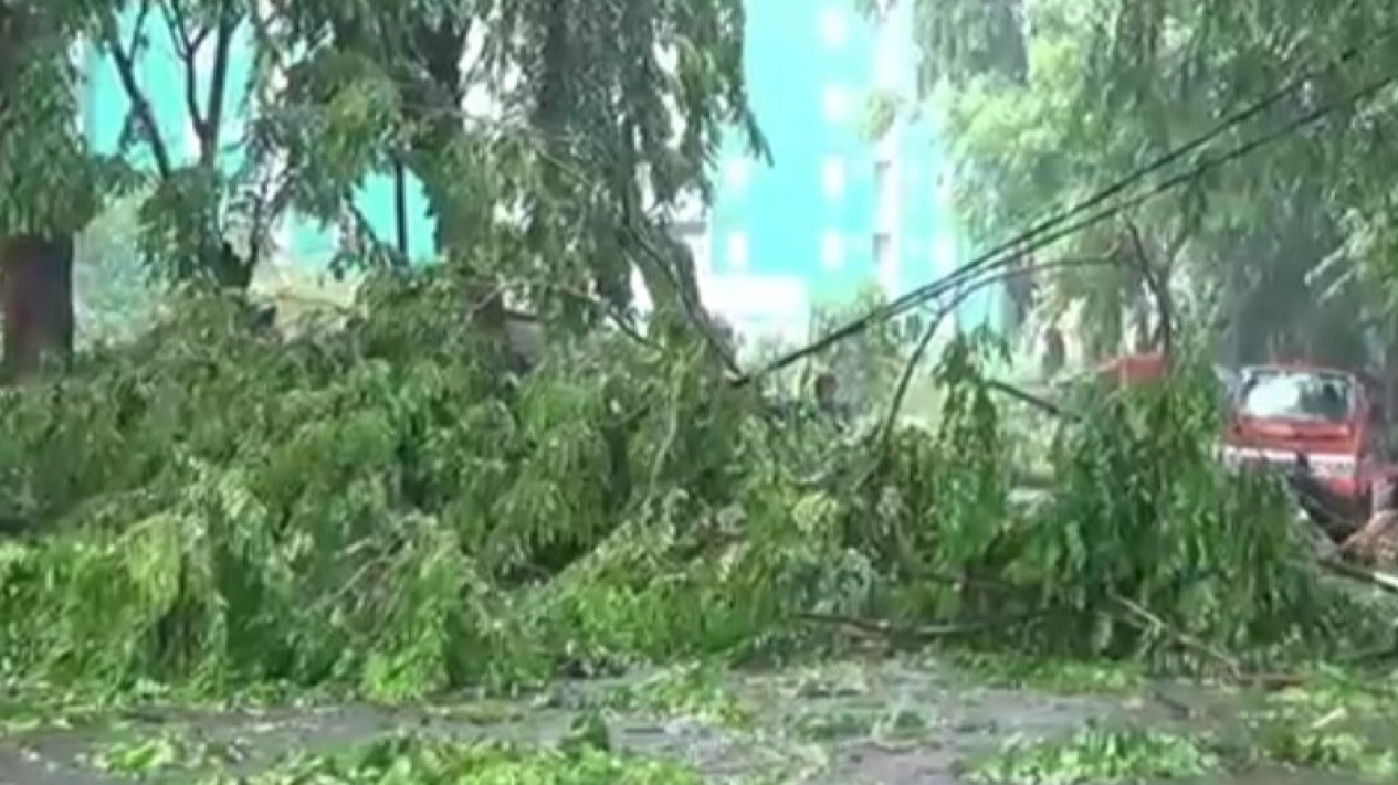 Hujan Disertai Angin Kencang: 14 Pohon Tumbang, Jaksel Paling Banyak
            - galeri foto