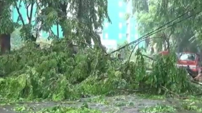 Hujan Disertai Angin Kencang: 14 Pohon Tumbang, Jaksel Paling Banyak