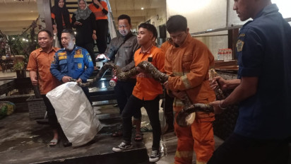 Ular Piton Panjang 5 Meter Masuk Rumah Makan di Gresik, Pelayan Dibuat Panik Ketakutan
