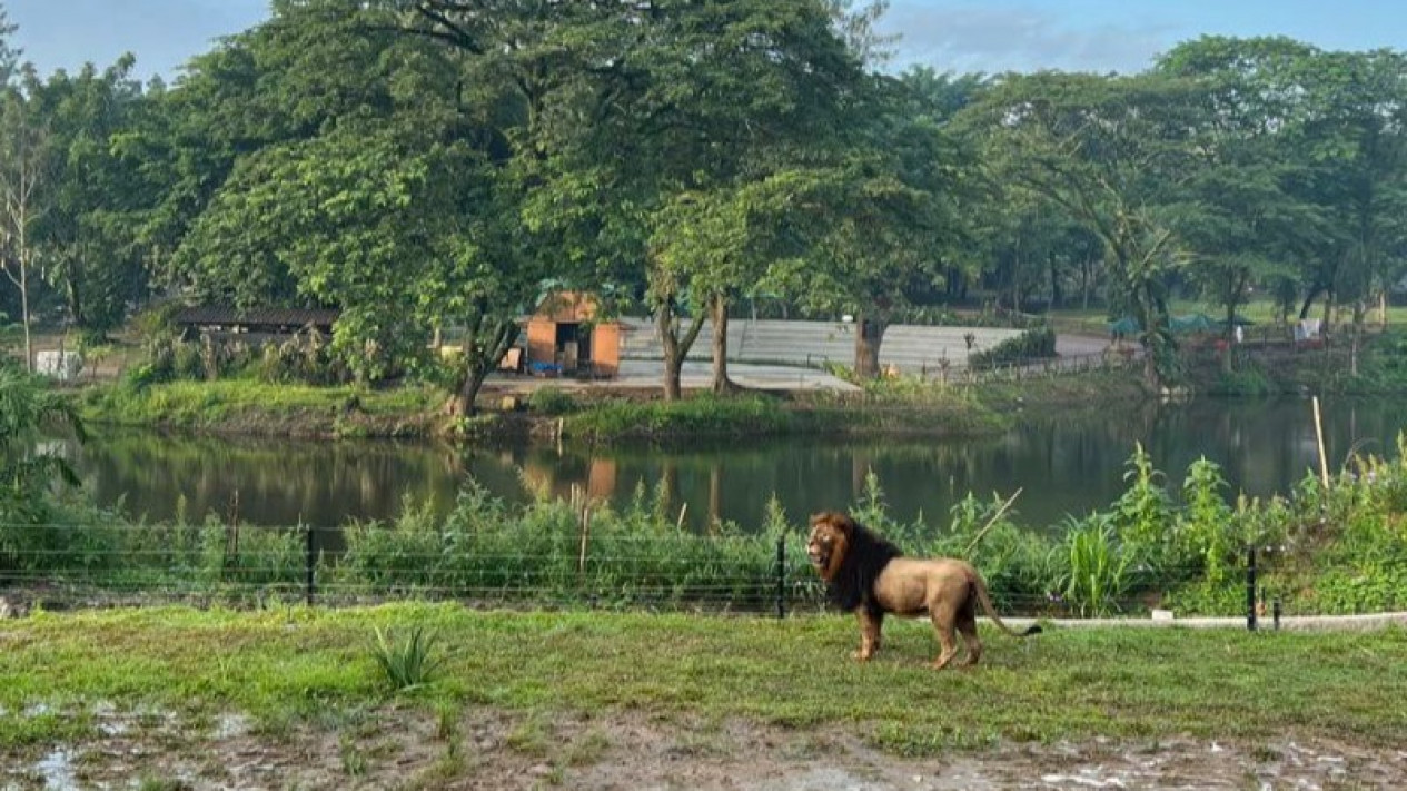 Singa Mulai Dilepasliarkan di Solo Safari
            - galeri foto