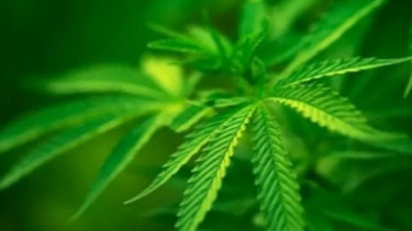 Duh! Ada Praktik Budidaya Kawin Silang Ganja Belanda dan Ganja Indonesia