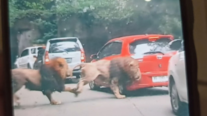 Singa Berkelahi di Taman Safari Indonesia (TSI) 2, Tabrak Mobil Pengunjung