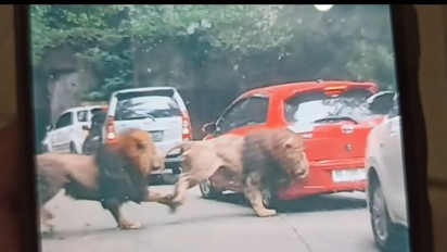 Dua Singa yang Tabrak Mobil Pengunjung di Taman Safari Prigen Ternyata Sedang Birahi