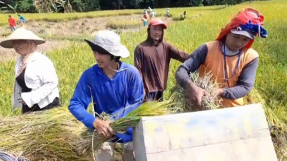 Musim Panen Padi, Petani di Blora Keluhkan Rendahnya Harga Gabah
