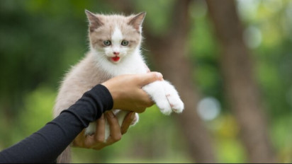 Pemilik Kucing Wajib Tahu! Segini Berat Badan Ideal Si Anabul dan Cara Menjaganya Tubuhnya Tetap Sehat