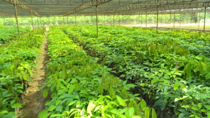 Strategi Kementan Bantu Petani Dongkrak Produksi Karet Nasional