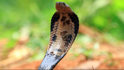 Wajib Tahu! Berikut ini Pertolongan Pertama yang Bisa Anda Lakukan saat Tergigit Ular Cobra