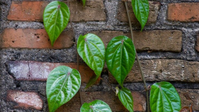 Ampuh Mengatasi Masalah Keputihan, Berikut 6 Manfaat Air Rebusan Daun Sirih Merah Untuk Kesehatan