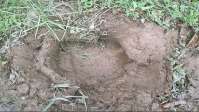 Geger! Warga Melihat Dua Ekor Gajah Liar Melintas di Hutan Geopark Silokek Sumatera Barat