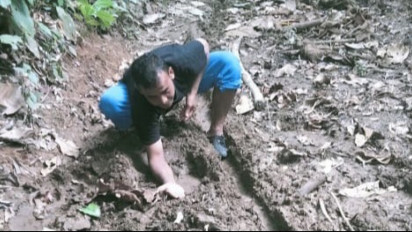 Geger, Masyarakat Melihat 2 Ekor Gajah Liar di Hutan Sijunjung