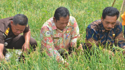 Atasi Inflasi, Warga Sabungan Jae Panen Perdana Bawang Merah