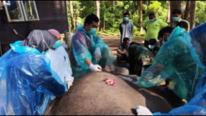 Haru, Gajah Berusia 43 Tahun Mati di ANECC Simalungun, Ini Penyebabnya