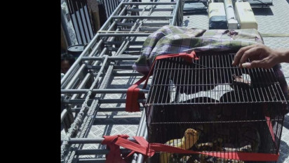 Ular Sanca 3 Meter Bertengger di Tower Seluler Ganggu Koneksi Internet Warga