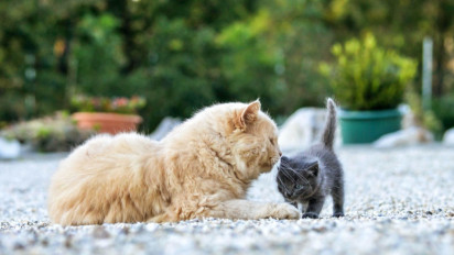 5 Alasan Mengapa Induk Kucing Memakan Anak-anaknya yang Baru Saja Dilahirkan