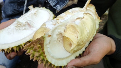 Berkah Panen Melimpah, Ratusan Warga di Madiun Berebut Gunungan Durian