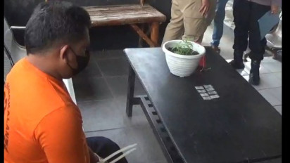 Gerebek Sabu, Polisi Temukan Tanaman Ganja di Kandang Ayam