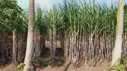 Kementan Dorong Peningkatan Produksi Tebu Demi Wujudkan Swasembada Gula