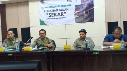 Sakit Gigi dan Tidak Mau Makan, Seekor Gajah Sumatera di Semarang Zoo Mati