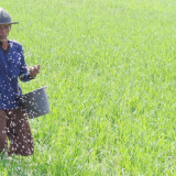 Momentum Panen Raya, DPR Minta Bulog Serap Gabah Petani Secara Maksimal