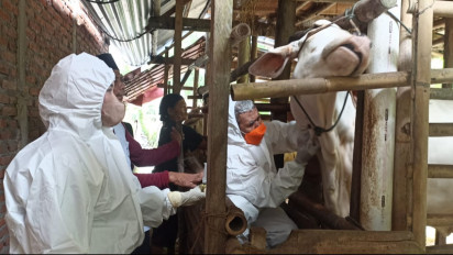 Ratusan Sapi di Kebumen Terserang Virus LSD, Peternak Diminta Selalu Bersihkan Kandang