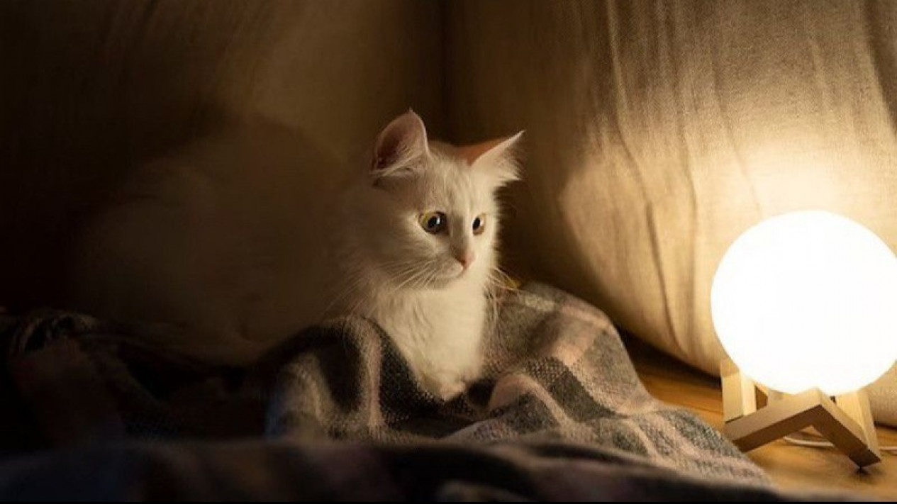 Pencinta Kucing Harus Lakukan "Steril" Demi Kesehatannya
            - galeri foto