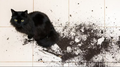 Catat! Berikut ini 5 Cara Agar Kucing Peliharaan Tidak Buang Air Besar Sembarangan di Rumah