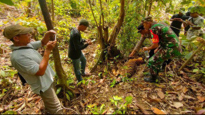 BKSD Temukan Satu Ekor Harimau Sumatera Mati di Kawasan Hutan Peunaron Aceh Timur
