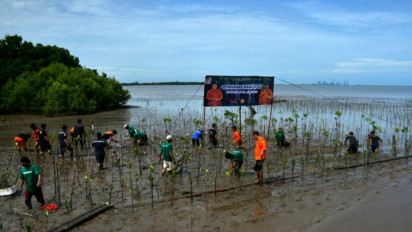 Tanam 501 Pohon Mangrove Untuk Cegah Abrasi 
