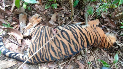 Polisi Lakukan Penyelidikan Terkait Matinya Satu Individu Harimau Sumatera di Aceh Timur