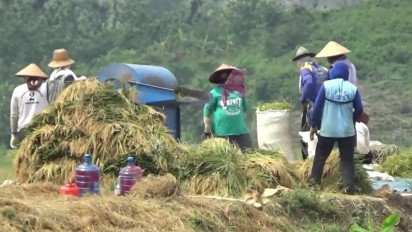 Harga Beras Naik, Tapi Harga Jual Gabah di Tingkat Petani di Pati Anjlok