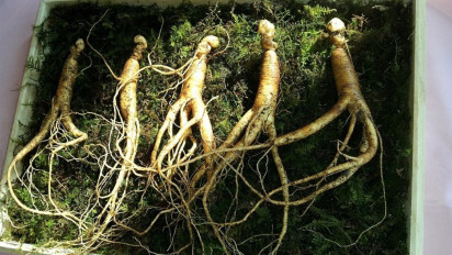 Rahasia Pria Perkasa, Khasiat Ginseng yang Bikin Suami Makin Wow, Coba Yuk Bun!