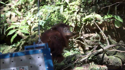 Momen-momen Pelepasliaran Orangutan "Rocky" dan "Dora" di Sungai Rungun