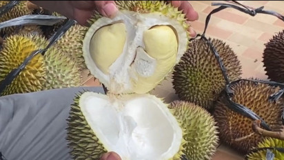Lezat dan Unik, Durian Gabret Khas Cluwak Pati