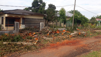 Pencurian Pohon Mahoni Marak di Tengah Bisnis Perabot Kreasi yang Menguntungkan